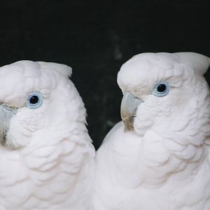 Parrot-fest 6th September 2010