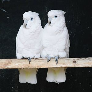 Parrot-fest 6th September 2010