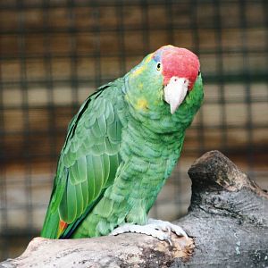 Parrot-fest 6th September 2010