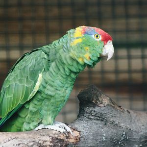 Parrot-fest 6th September 2010