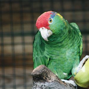 Parrot-fest 6th September 2010