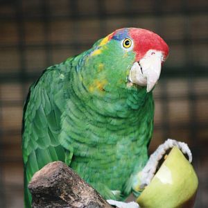 Parrot-fest 6th September 2010