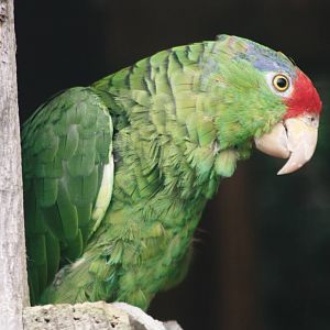 Parrot-fest 6th September 2010