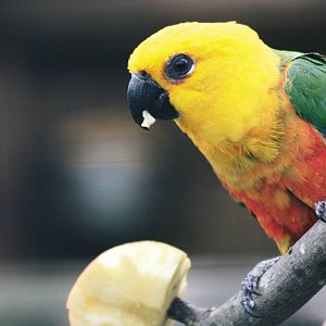 Parrot-fest 6th September 2010