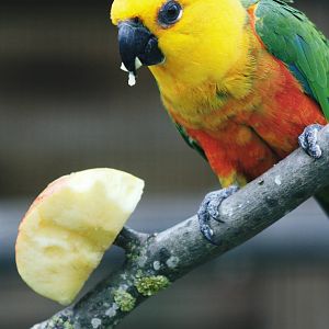 Parrot-fest 6th September 2010