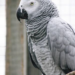 Parrot-fest 6th September 2010