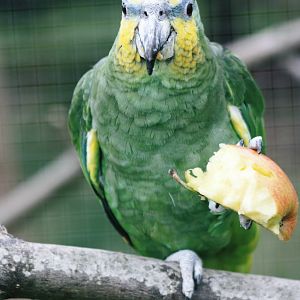 Parrot-fest 6th September 2010