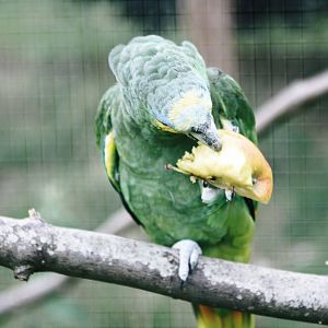 Parrot-fest 6th September 2010