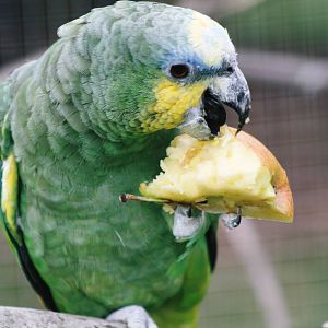 Parrot-fest 6th September 2010