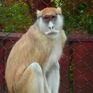 Patas monkey