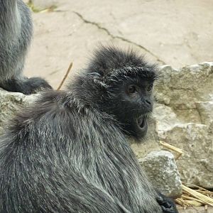 Silvery langur