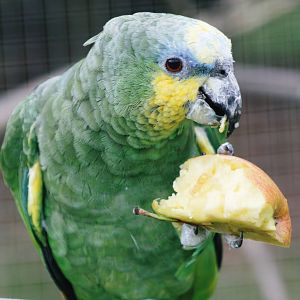 Parrot-fest 6th September 2010