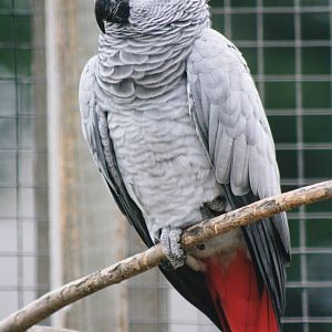 Parrot-fest 6th September 2010