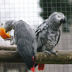 Parrot-fest 6th September 2010