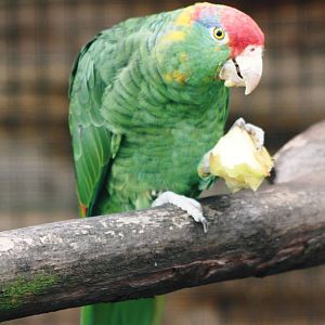 Parrot-fest 6th September 2010