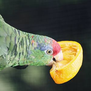 Parrot-fest 6th September 2010