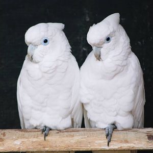 Parrot-fest 6th September 2010