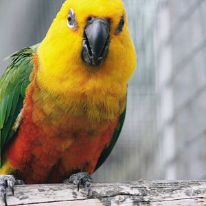 Parrot-fest 6th September 2010