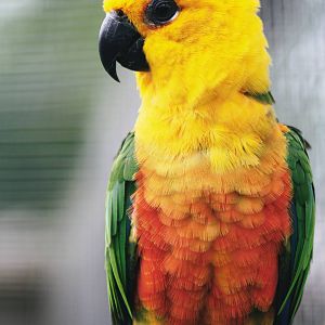 Parrot-fest 6th September 2010