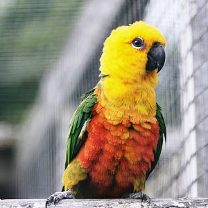 Parrot-fest 6th September 2010