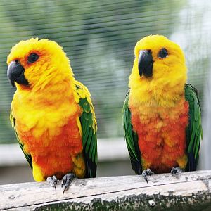 Parrot-fest 6th September 2010