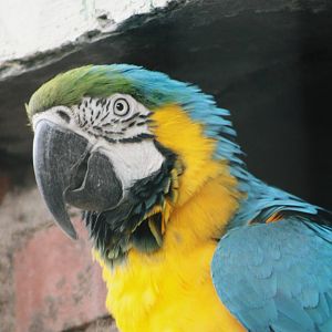 Parrot-fest 6th September 2010