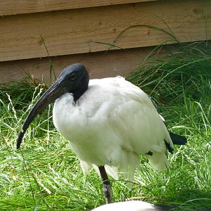 Sacred ibis