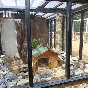 Guinea pig enclosure