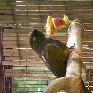 Lesser Patagonian conure