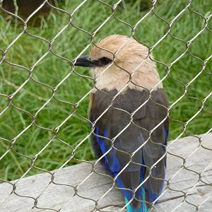 Blue-bellied roller