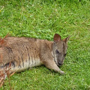 Parma wallaby