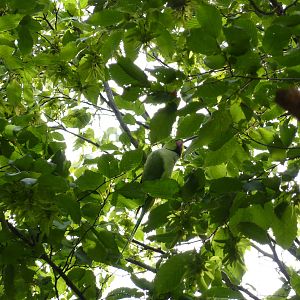 Ringnecked parakeet