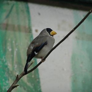 Chinese Grosbeak (Eophona migratoria) Male