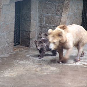 Syrian Brown Bear (Ursus arctos syriacus)