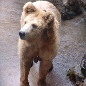 Syrian Brown Bear (Ursus arctos syriacus)