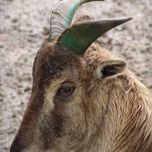 Himalayan Tahr (Hemitragus jemlahicus)