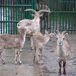 Bharal (Pseudois nayauraka) Himalayan Blue Sheep