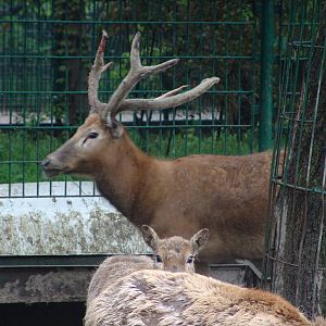Père David's Deer (Elaphurus davidianus)