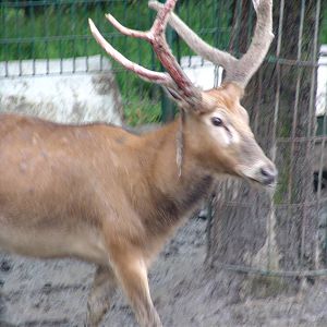 Père David's Deer (Elaphurus davidianus)