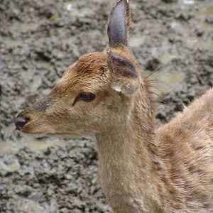 Père David's Deer (Elaphurus davidianus)