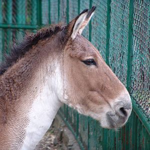 Kiang (Equus kiang)
