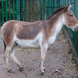 Kiang (Equus kiang)