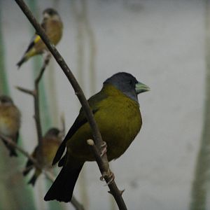 Female Collared Grosbeak (Mycerobas affinis)