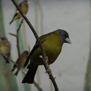 Female Collared Grosbeak (Mycerobas affinis)