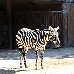 Zoo Wrocław 21.08.2011