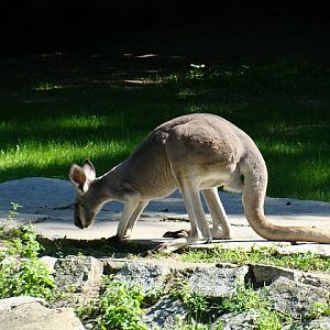 Zoo Wrocław 21.08.2011