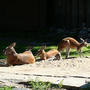 Zoo Wrocław 21.08.2011