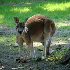 Zoo Wrocław 21.08.2011