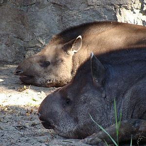 Zoo Wrocław 21.08.2011