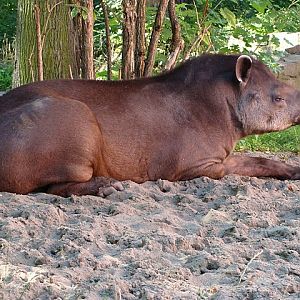 Zoo Wrocław 21.08.2011